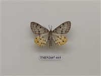 藏品(尺蛾123)的圖片